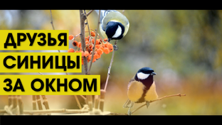 Птицы
