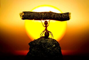 Чудесатая жизнь