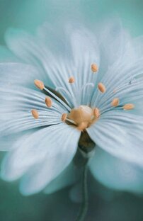 • FLORI SIBERIENE •