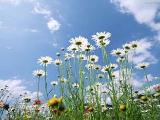 Русские песни и пляски...