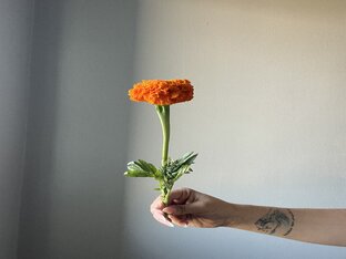 Быстрые мастер классы 