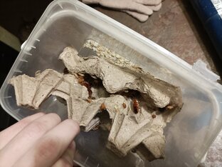 Кормовые насекомые