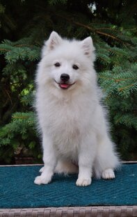 Японский шпиц 