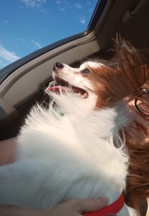 Черри - собачка бабочка 🦋