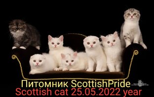 Шотландские котята из питомника СкоттишПрайд 