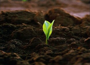 Как применять вермикулит