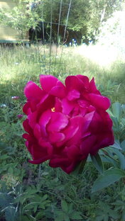 Цветоводство