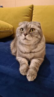Кот Нельсон