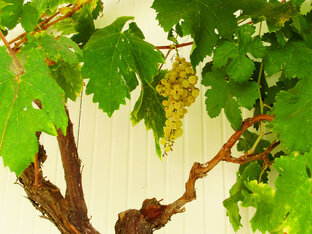 Находки и советы по даче