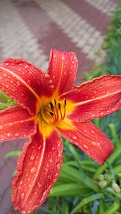 Свадьбы, беременности и роды