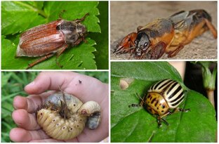 Война с огородными вредителями