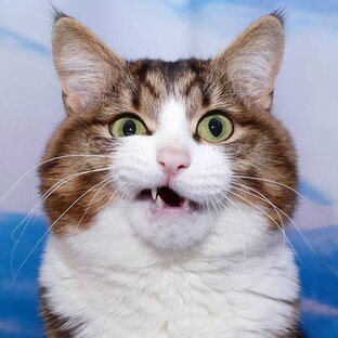 НОСОПЫРКА ИНФО