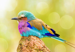 АСТРОЛОГИЯ СО ВСЕГО СВЕТА