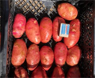 Корнеплоды