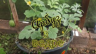Сад, огород, яркие события
