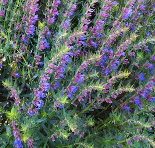 Лекари-травы