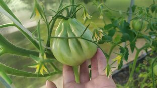 🐞САД и ДАЧА🦋