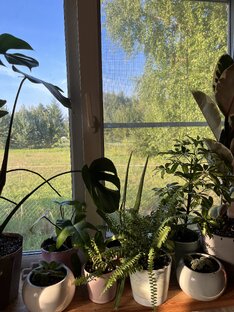 Рассказы Алёнки