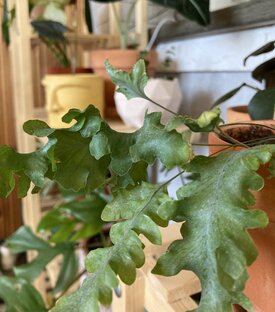 Моя коллекция