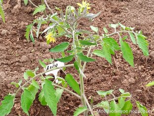 Формирование томатов