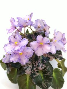 Короткие видео