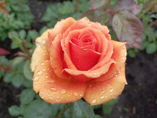 Уход за розами