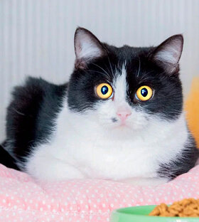 В поисках дома и семьи... 🐈