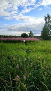 Дары леса