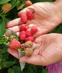 Ягоды для дачи