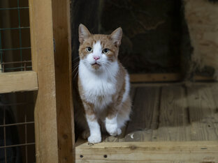 Солнышко, котик в приюте для собак