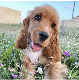 Стереособаки