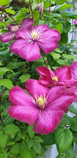 Самые красивые цветы для Вашего сада!