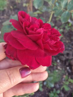 САД, огород, РАСТЕНИЯ