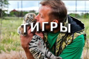Тигры
