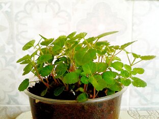 Лекарственные растения.