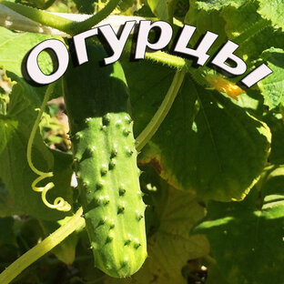 Огурцы