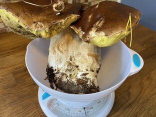 Грибное ассорти 🍄🔥🍄