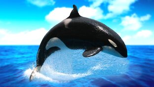 Подводный мир