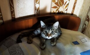 Любимые питомцы❤😺