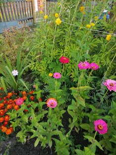 Цветы на даче и не только 