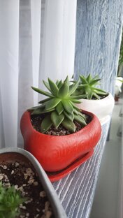 Мой зелёный подоконник