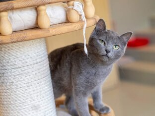 Котята ищут добрый дом