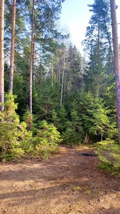 Грибы, ягоды, природа