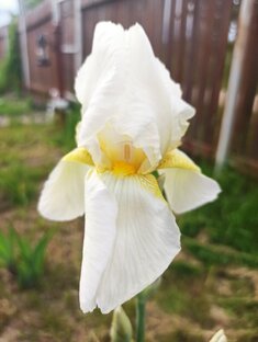 Цветы на даче