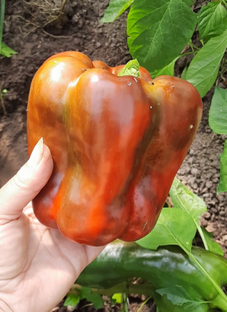 Выращивание сладкого перца