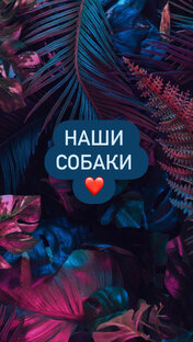 Все свои 