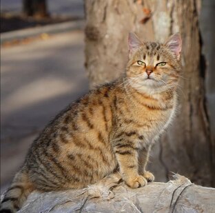 Котики Крыма