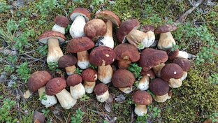 Грибы и грибные места.