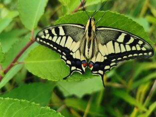 Баланс гормонов