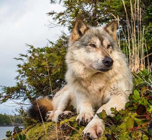 Животный мир